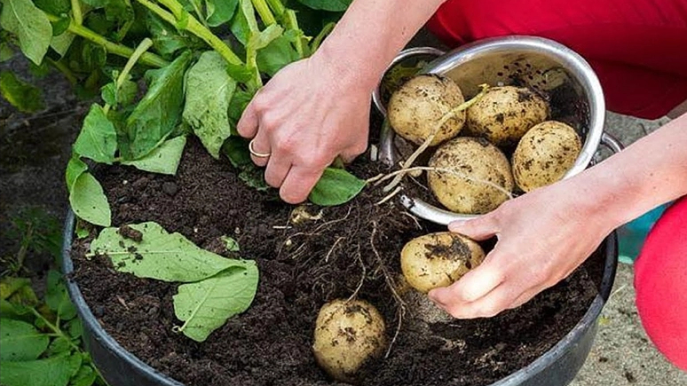 4 bí quyết giúp bạn trồng rau sạch ở ban công đủ ăn quanh năm cho cả gia đình - Ảnh 11.