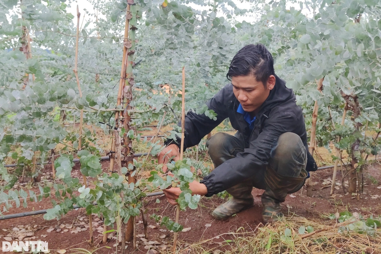 Chàng trai &quot;hái ra tiền&quot; nhờ cây đô la trồng trên vùng đất khó - Ảnh 2.