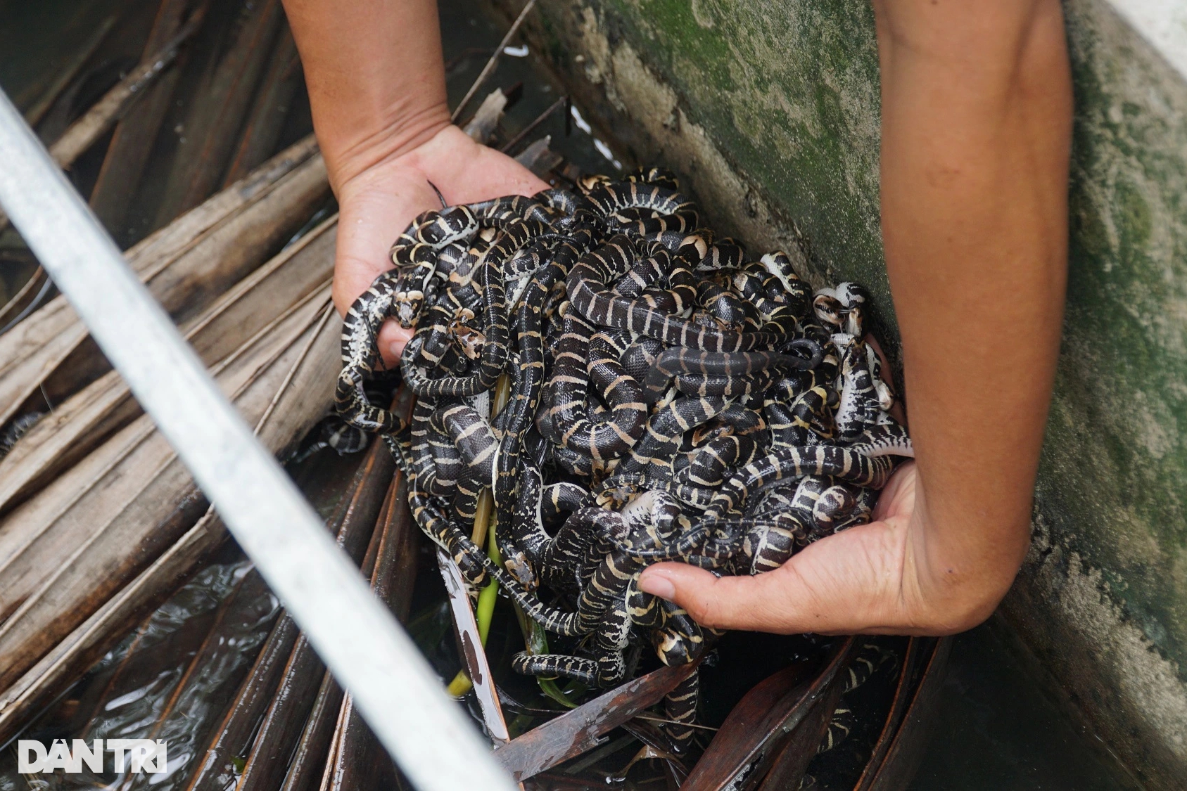 Cơ ngơi tiền tỷ bò nhung nhúc của anh trai miền Tây, ai thấy cũng sợ - Ảnh 4. Cơ ngơi tiền tỷ bò nhung nhúc của anh trai miền Tây, ai thấy cũng sợ - Ảnh 4.