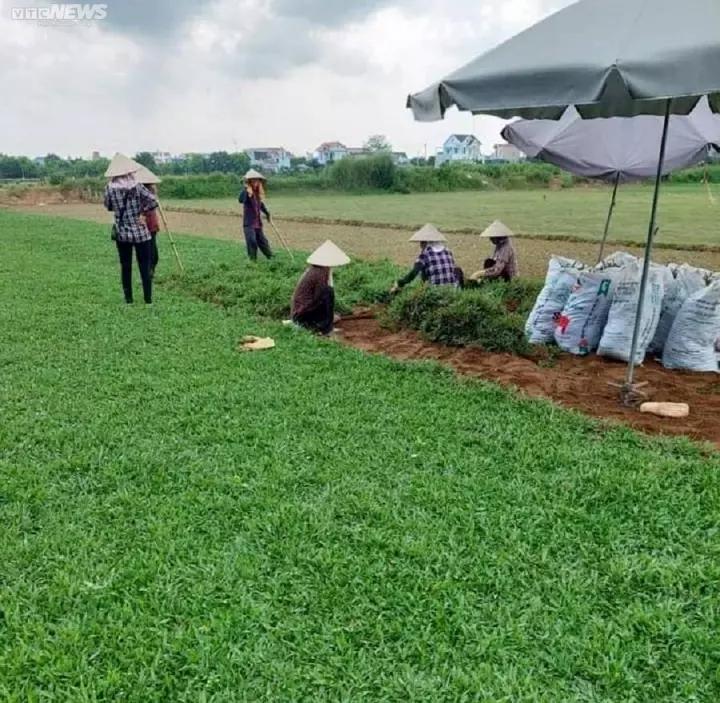 Trồng các loại cỏ dại, bất ngờ thu lời cao - Ảnh 1.