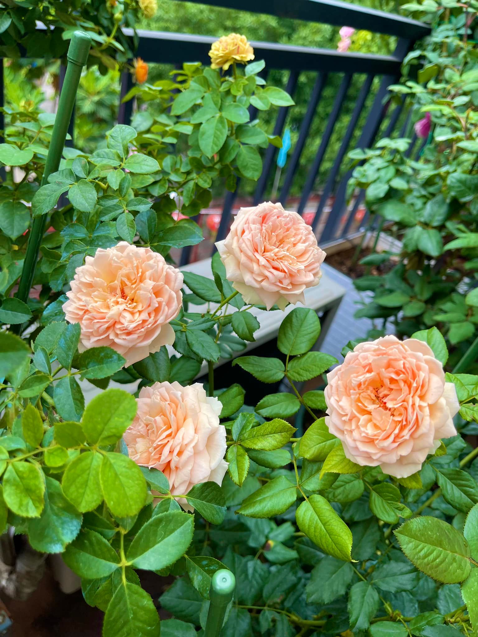 Khu vườn hoa hồng đẹp ngây ngất trên sân thượng ở TP HCM - Ảnh 12.