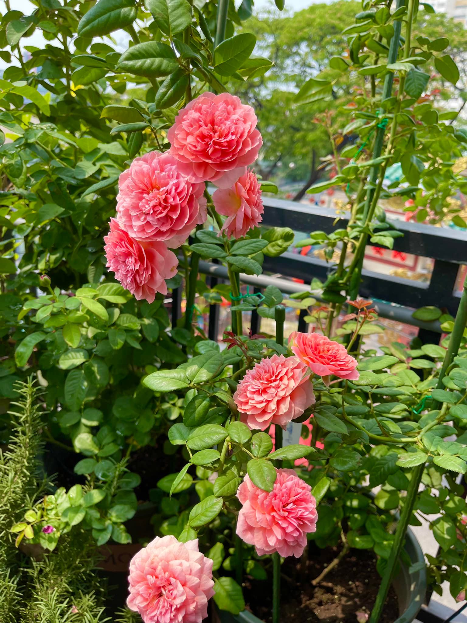 Khu vườn hoa hồng đẹp ngây ngất trên sân thượng ở TP HCM - Ảnh 6.