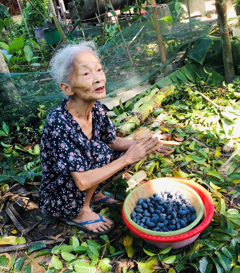 Hái thuê thứ quả đặc sản đen sì, nông dân đút túi tiền triệu - Ảnh 6.