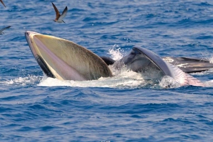 Tin sáng 21/8: Thông tin thú vị về hai mẹ con cá voi xuất hiện ở biển Đề Gi;  - Ảnh 2.