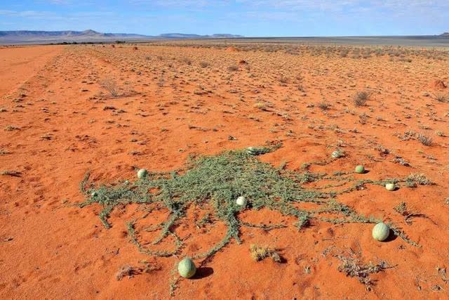 Sa mạc có một loại dưa hấu kỳ lạ nhưng không ai dám ăn, nguy hiểm đến mức phải để bảng cấm - Ảnh 11.