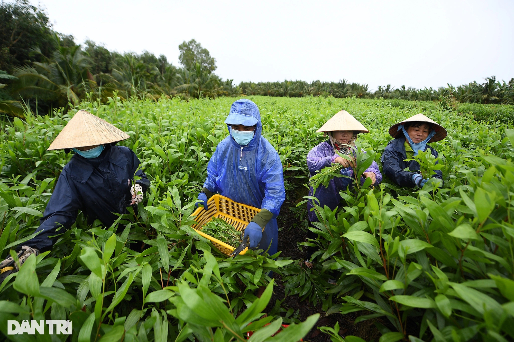 &quot;Thạc sĩ nông dân&quot; ở Cà Mau thu bạc tỷ nhờ ươm cây giống và nuôi cá rô đồng - Ảnh 2.