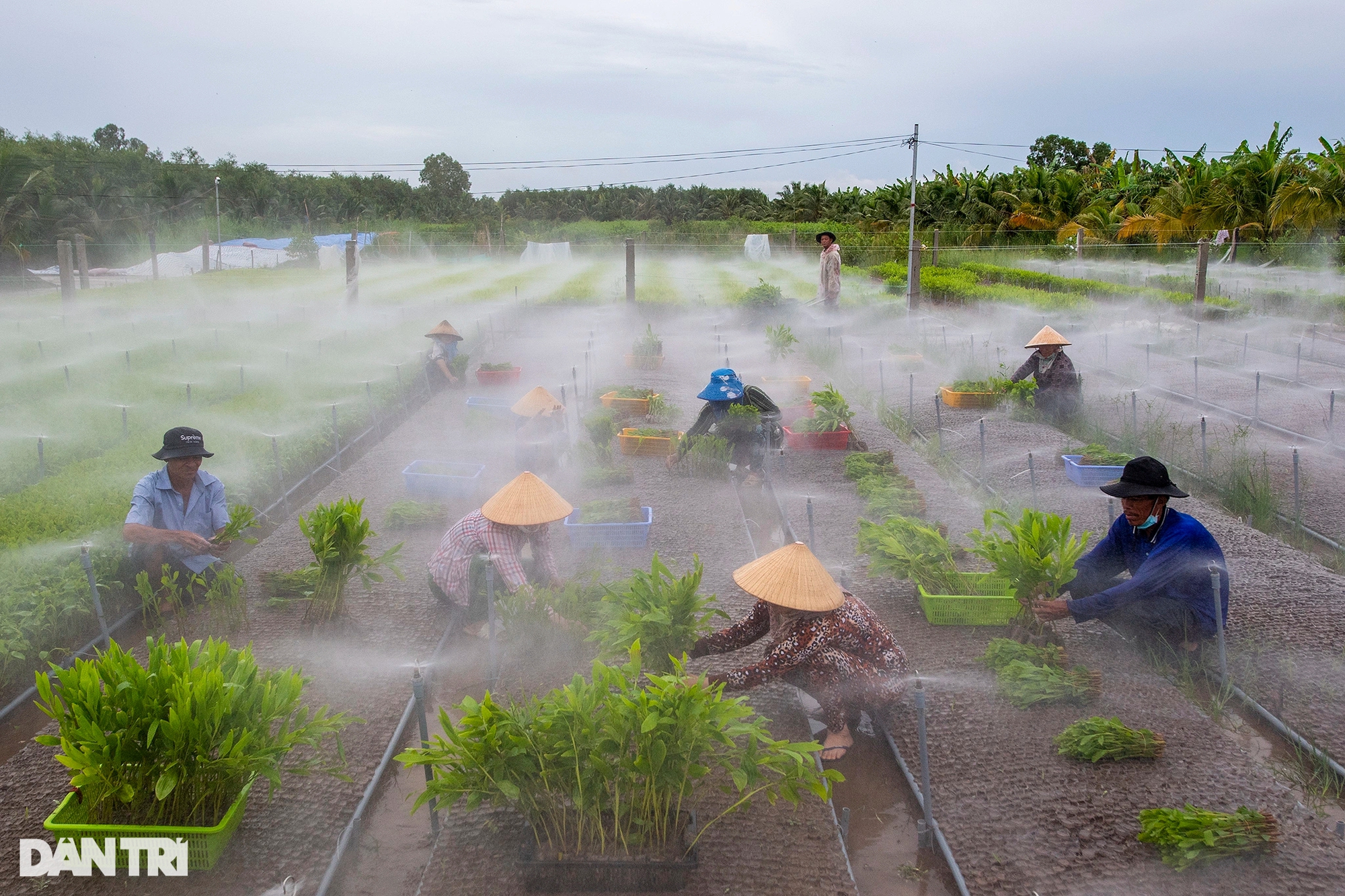 &quot;Thạc sĩ nông dân&quot; ở Cà Mau thu bạc tỷ nhờ ươm cây giống và nuôi cá rô đồng - Ảnh 3.