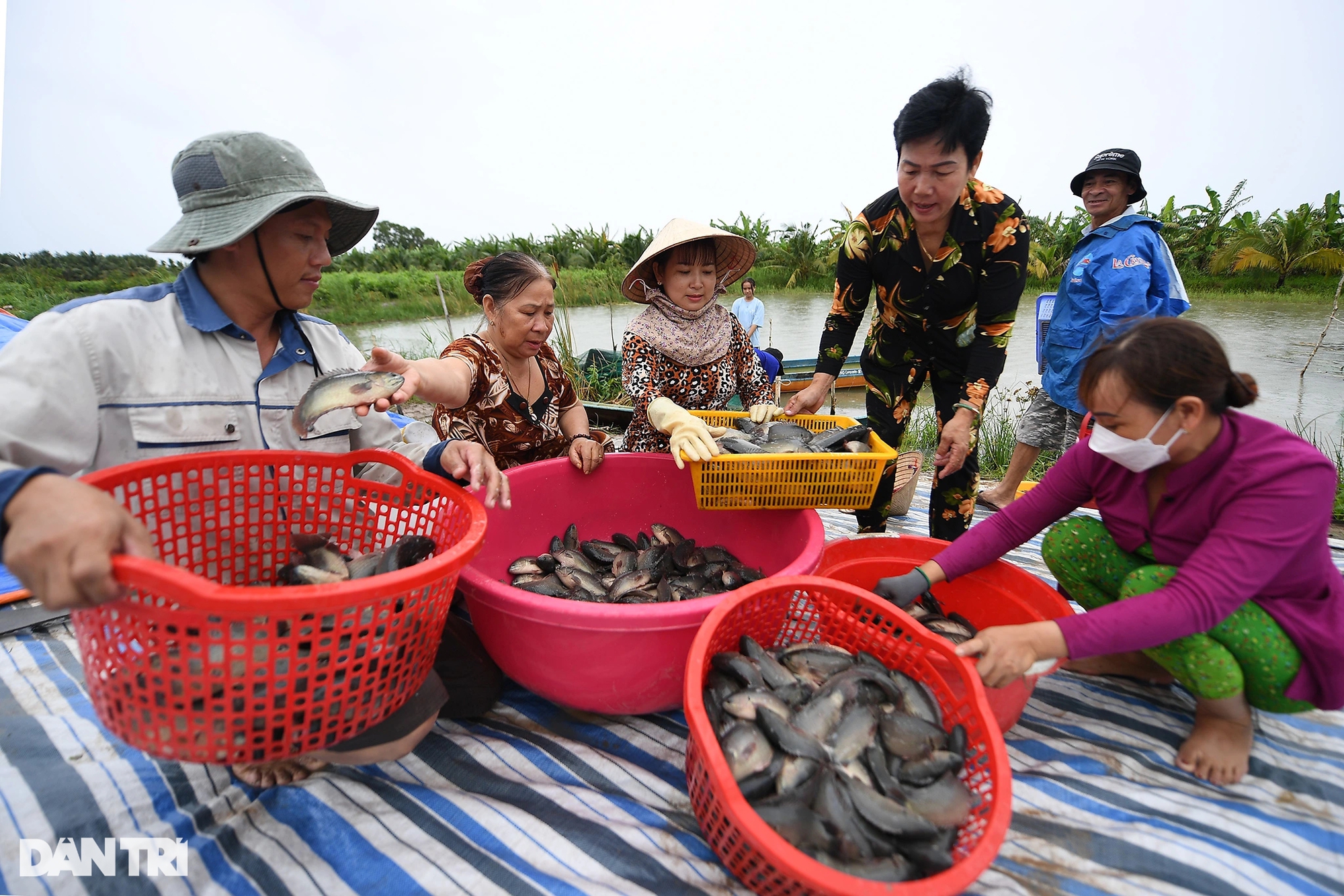 &quot;Thạc sĩ nông dân&quot; ở Cà Mau thu bạc tỷ nhờ ươm cây giống và nuôi cá rô đồng - Ảnh 9.