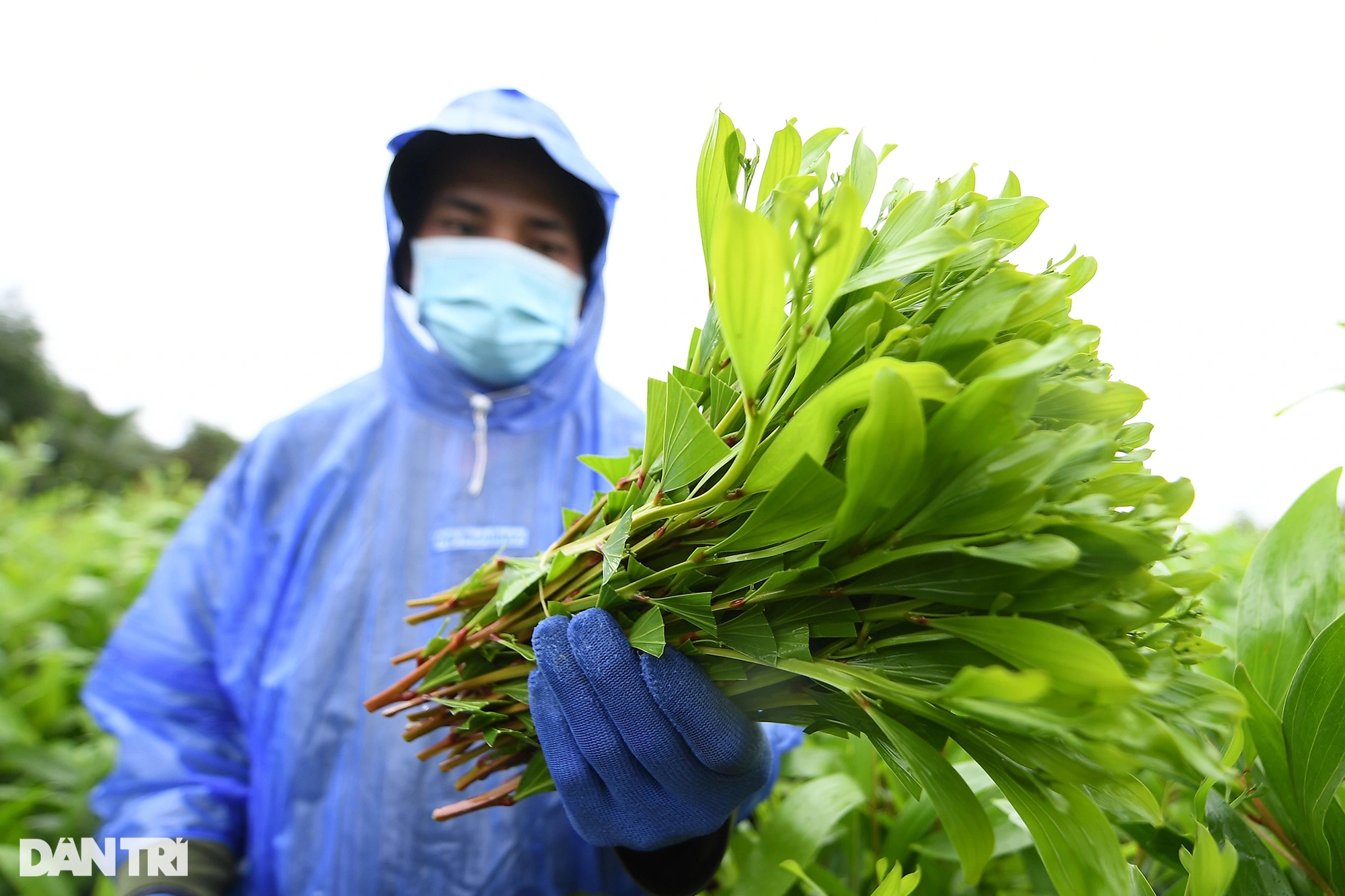 &quot;Thạc sĩ nông dân&quot; ở Cà Mau thu bạc tỷ nhờ ươm cây giống và nuôi cá rô đồng - Ảnh 5.