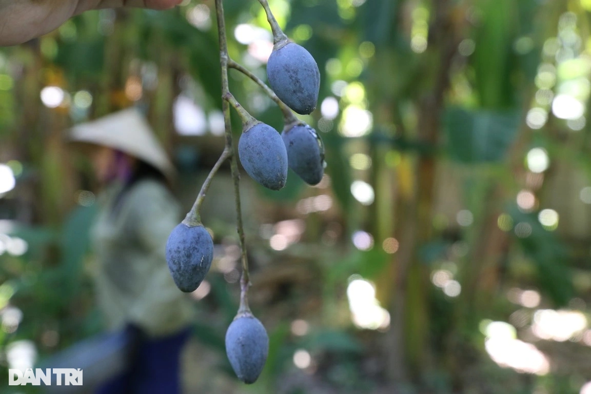 Thương lái tranh mua thứ quả gợi nhớ hương vị những ngày nghèo khó - Ảnh 3.