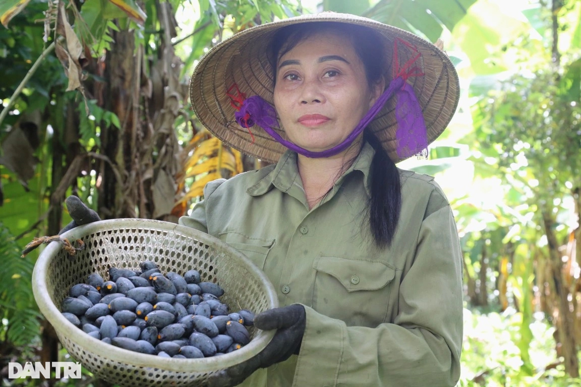 Thương lái tranh mua thứ quả gợi nhớ hương vị những ngày nghèo khó - Ảnh 8.