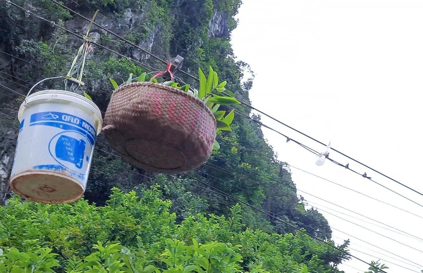 'Vàng trên núi' mang về doanh thu 700 tỷ đồng/năm - Ảnh 1.