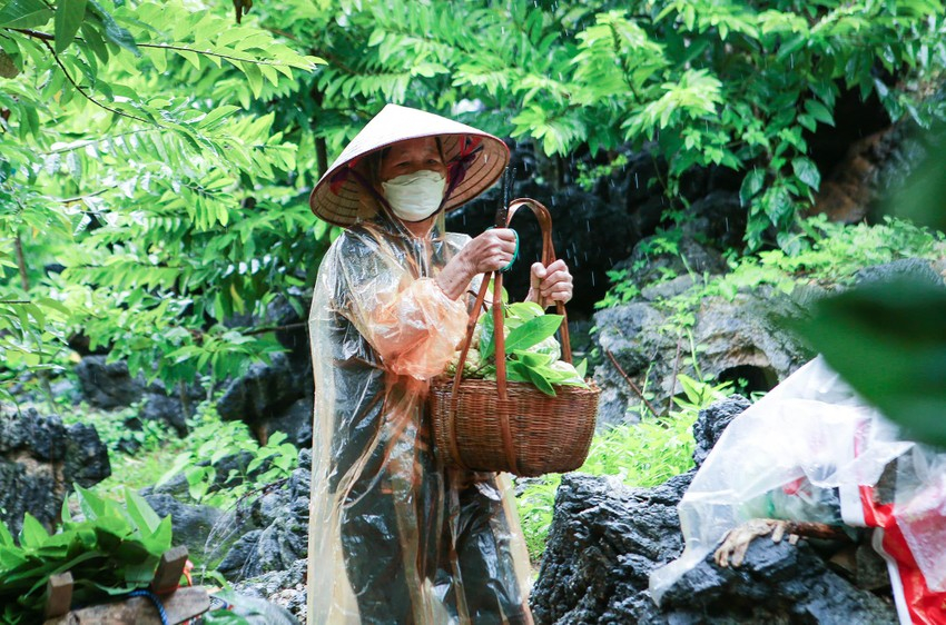 'Vàng trên núi' mang về doanh thu 700 tỷ đồng/năm - Ảnh 4.