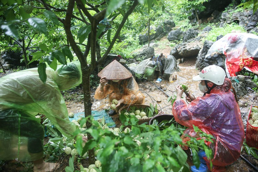 'Vàng trên núi' mang về doanh thu 700 tỷ đồng/năm - Ảnh 7.