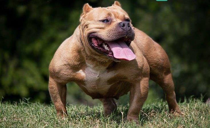 Tổng hợp hình ảnh chó Pitbull thuần chủng đẹp ngầu chất nhất