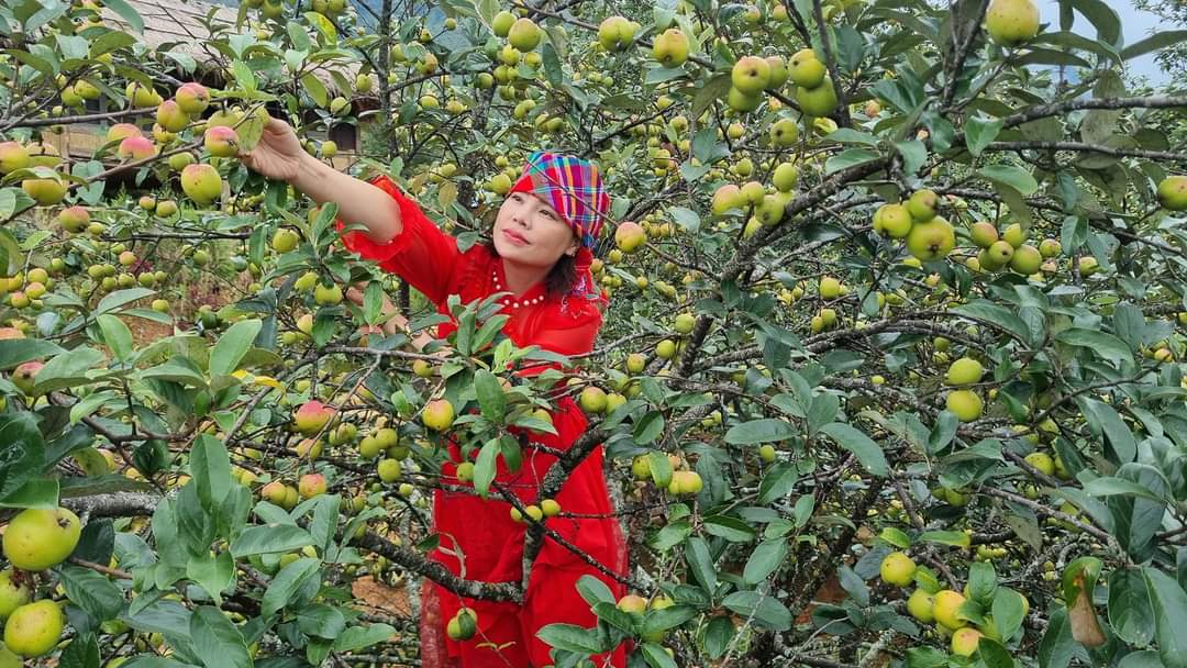 Nhiều gia đình ở Hà Nội đua nhau lên Sơn La hái táo mèo Nậm Nghiệp ...