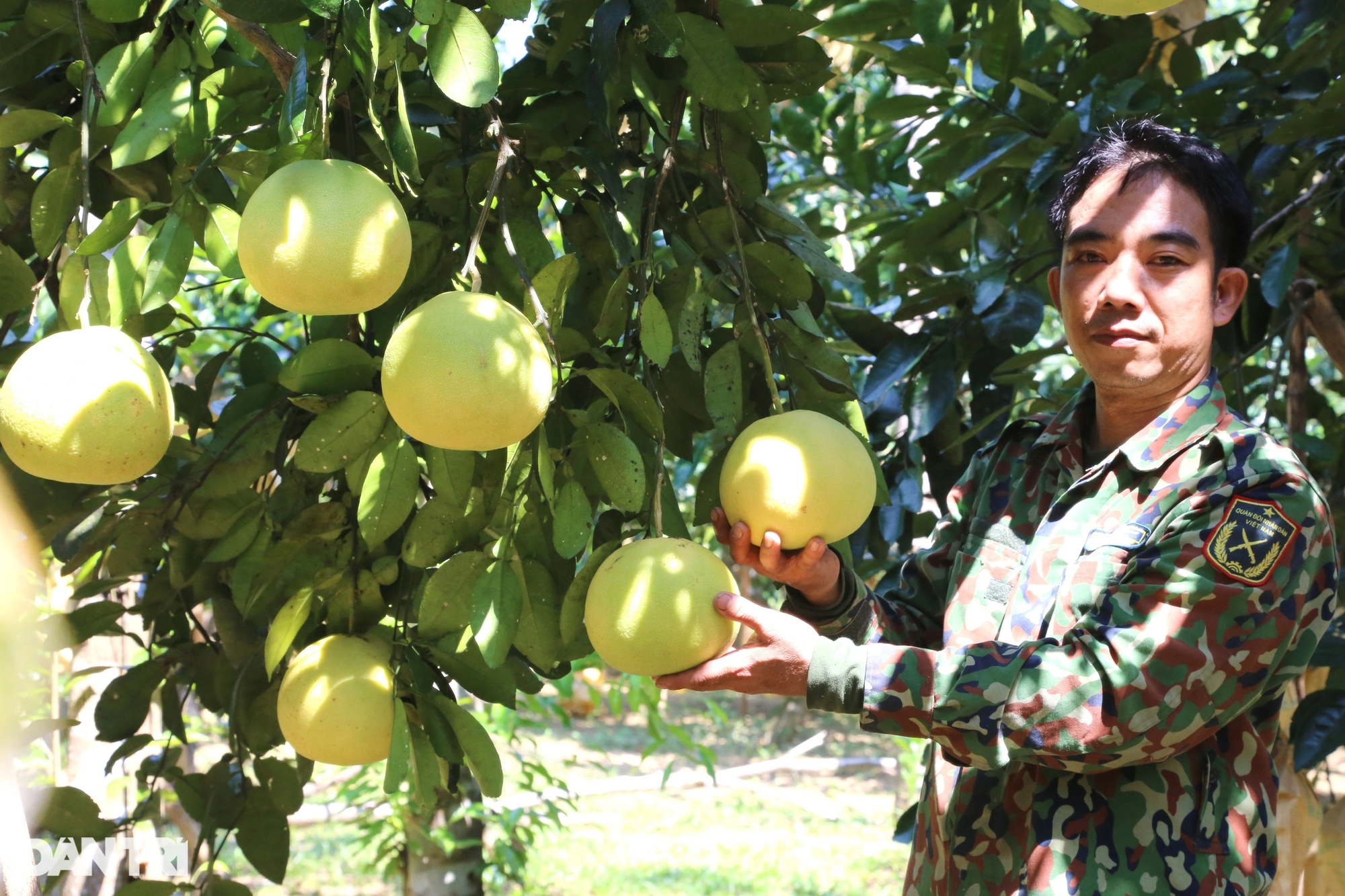 Loại quả đặc sản giữ được... nửa năm, thu hái một vụ xóm núi có vài trăm tỷ - Ảnh 3.