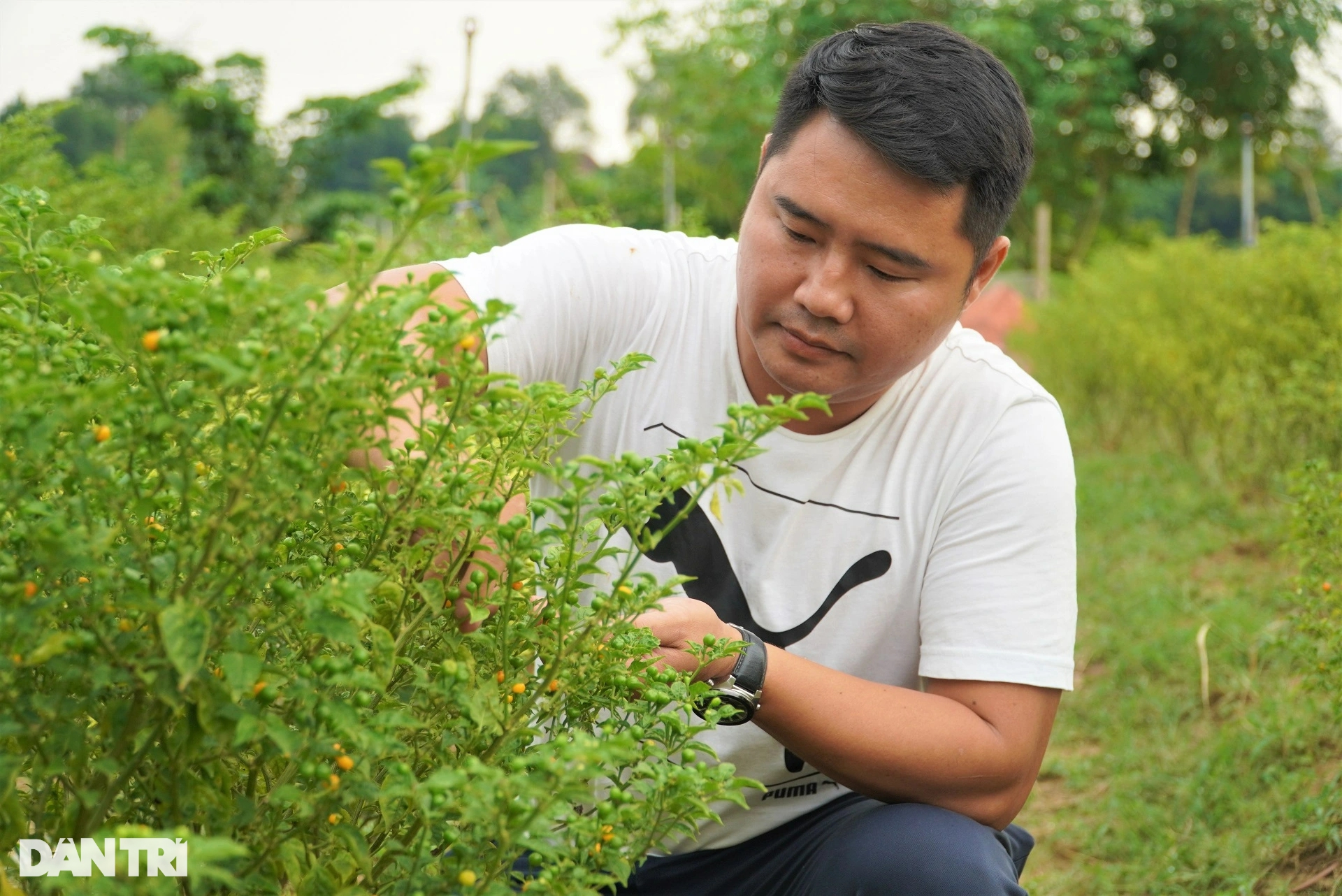 Trồng loại ớt đắt nhất thế giới, ôm lãi hàng trăm triệu đồng - Ảnh 1.