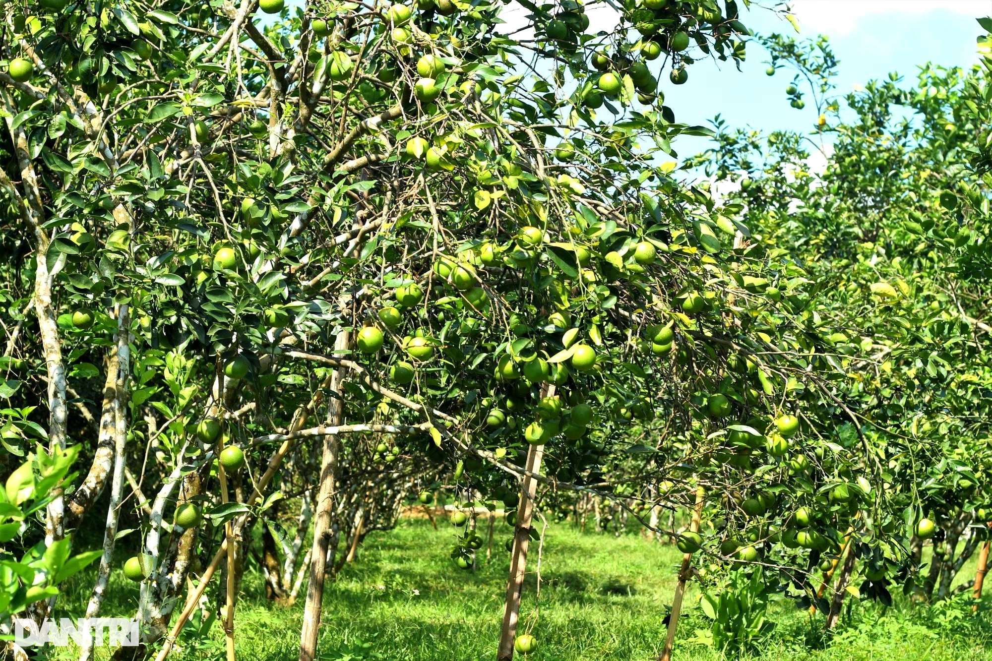 Cải tạo đất đồi thành vườn cây ăn quả, bất ngờ thu lãi cao - Ảnh 2.