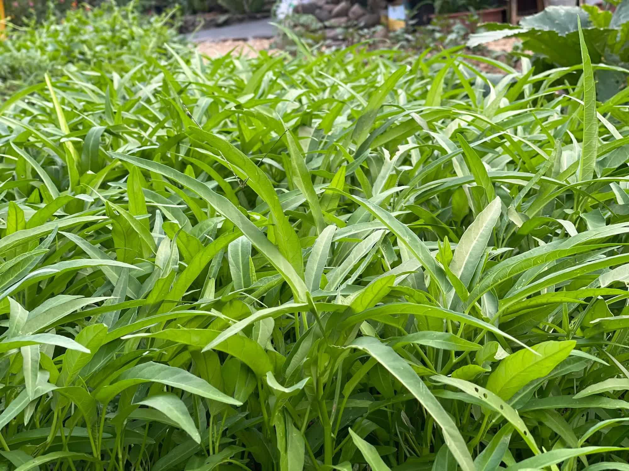 Khu vườn 300m² &quot;ngập tràn&quot; rau củ quả và hoa tươi của mẹ đảm ở Hà Giang - Ảnh 8.