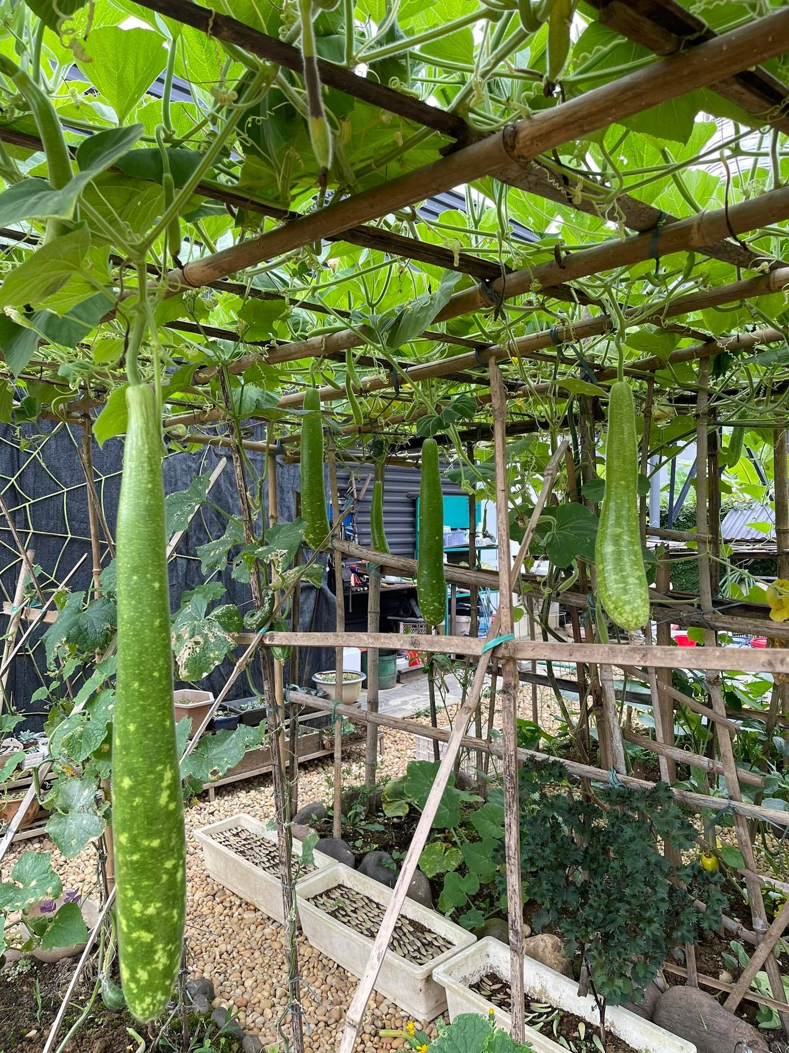 Khu vườn 300m² &quot;ngập tràn&quot; rau củ quả và hoa tươi của mẹ đảm ở Hà Giang - Ảnh 10.