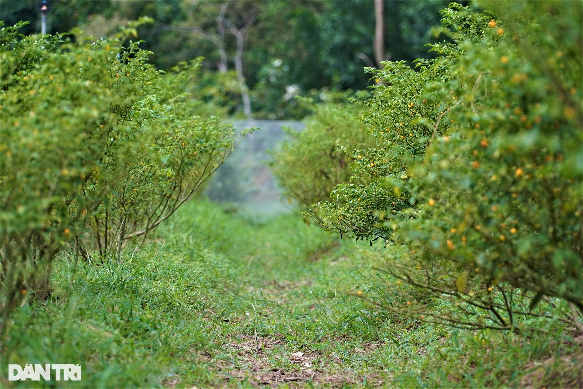 Trồng loại ớt đắt nhất thế giới, ôm lãi hàng trăm triệu đồng - Ảnh 4.