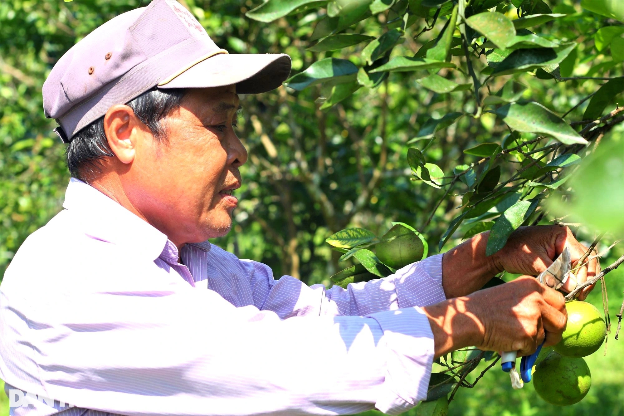 Cải tạo đất đồi thành vườn cây ăn quả, bất ngờ thu lãi cao - Ảnh 5.