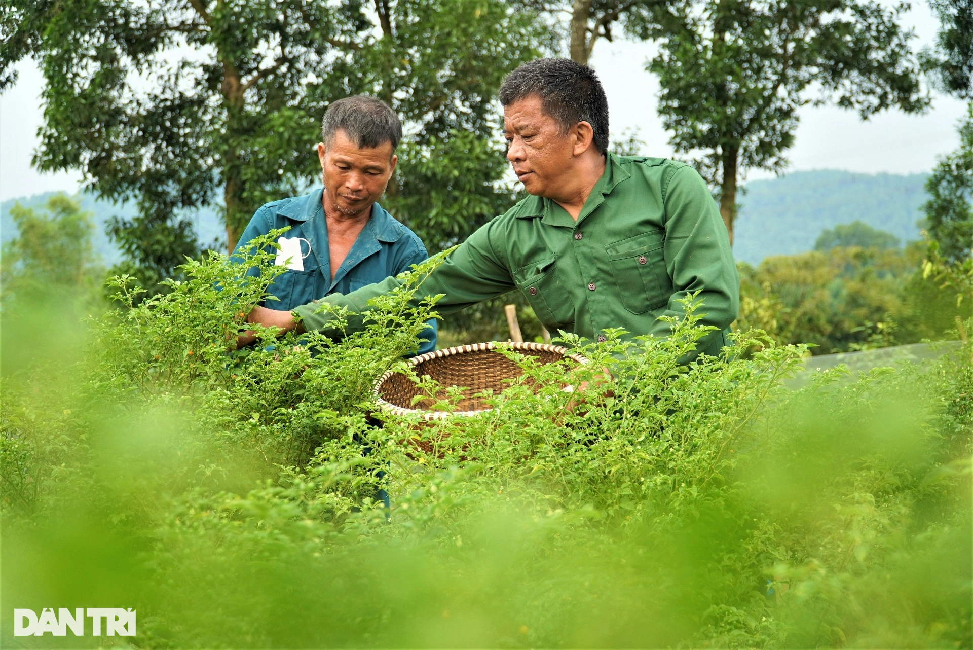 Trồng loại ớt đắt nhất thế giới, ôm lãi hàng trăm triệu đồng - Ảnh 5.