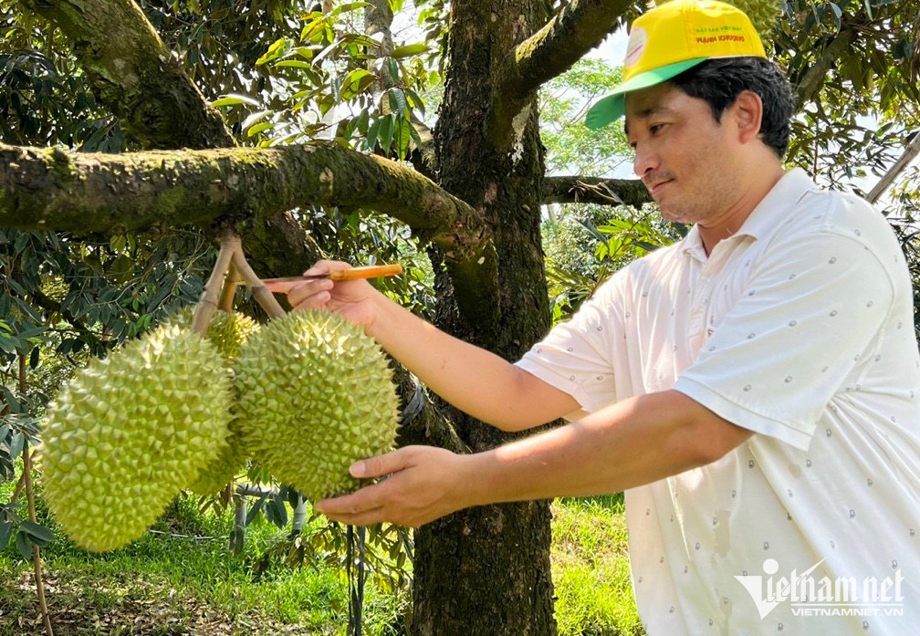 Dân Trung Quốc sính hàng hiệu, sầu riêng Việt vẫn đang vô danh - Ảnh 3.