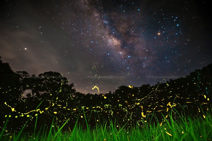 Vườn quốc gia Cúc Phương hóa ‘xứ thần tiên’ khi đêm về bởi vũ điệu của đom đóm - Ảnh 5.