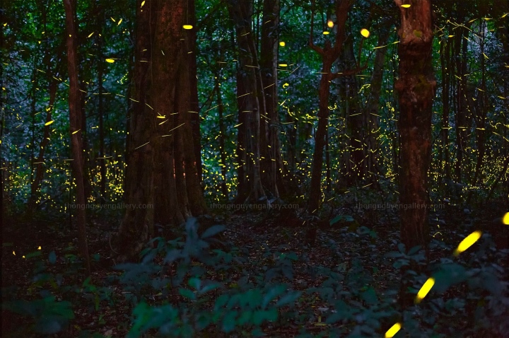 Vườn quốc gia Cúc Phương hóa ‘xứ thần tiên’ khi đêm về bởi vũ điệu của đom đóm - Ảnh 4.