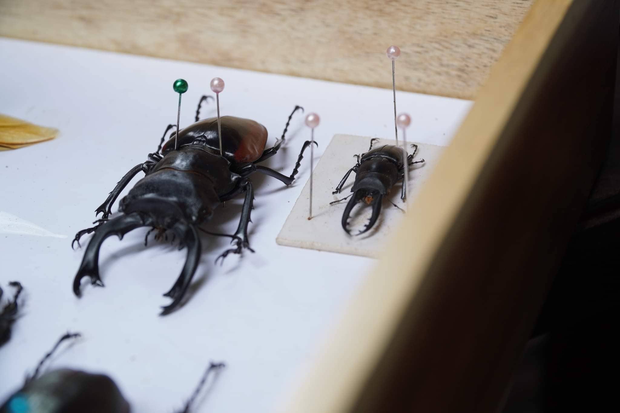 Nam sinh viên sở hữu bộ sưu tập gồm 200 con bọ cánh cứng - Ảnh 1.