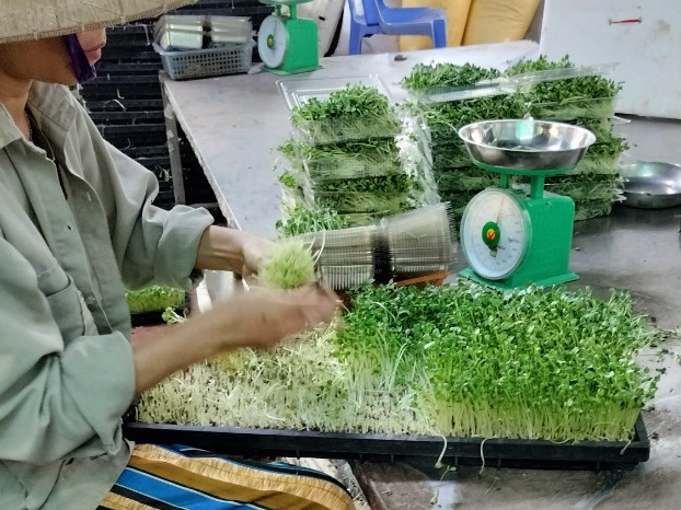 Mêt tít cách làm salad rau mầm đơn giản, không đắng, thơm ngon đừng hỏi luôn nhé - Ảnh 1.