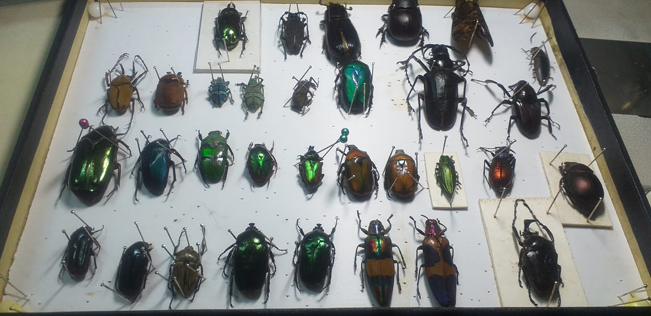 Nam sinh viên sở hữu bộ sưu tập gồm 200 con bọ cánh cứng - Ảnh 2.