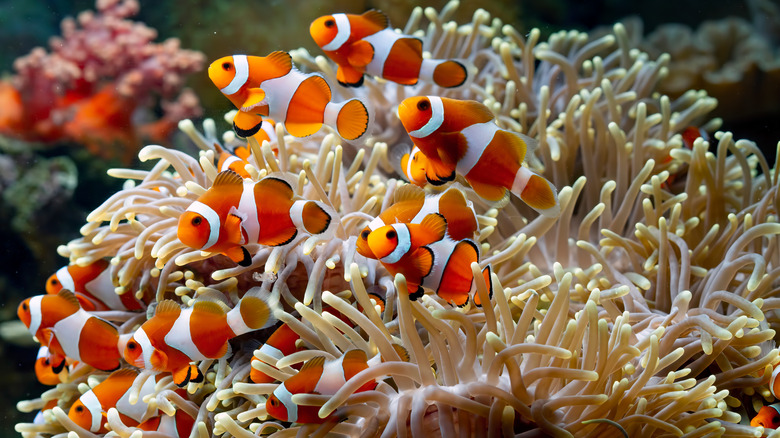 clownfish-1664191825-1664349407191761482963-1664414804296-16644148054161866257767.jpg