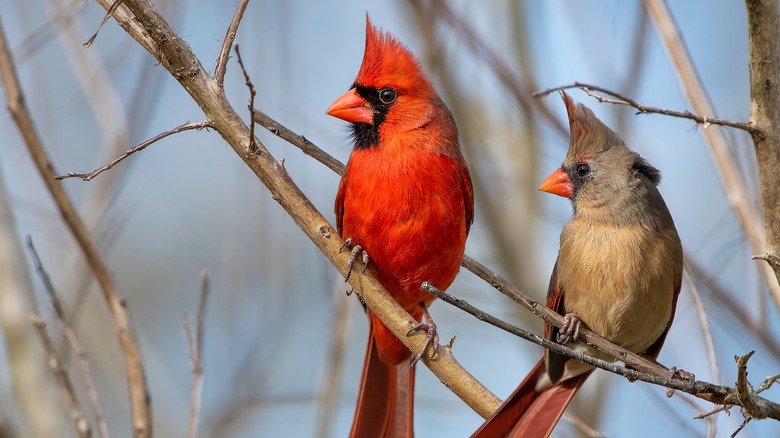 northern-cardinals-1664191825-1664350675912924673697-1664414828607-16644148287031097842549.jpg