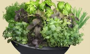 Đua nhau tìm ăn rau vị đắng giúp tránh 2 bệnh phổ biến khi mưa bão, giá lạnh, chuyển mùa - Ảnh 3. Đua nhau tìm ăn rau vị đắng giúp tránh 2 bệnh phổ biến khi mưa bão, giá lạnh, chuyển mùa - Ảnh 3.