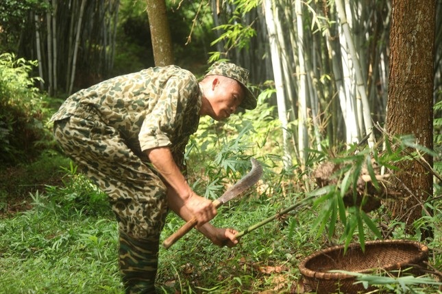 Nghề săn trứng kiến - Ảnh 1.