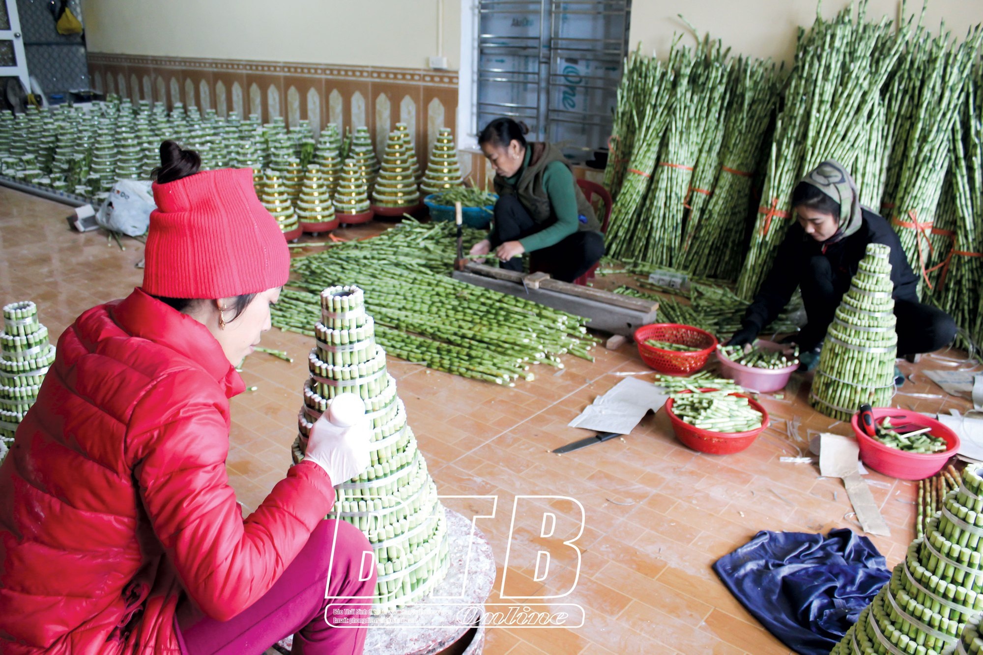 Tình cờ trồng phát lộc hóa ra lại phát tài, cả làng được khen &quot;tài, lộc&quot; - Ảnh 3.