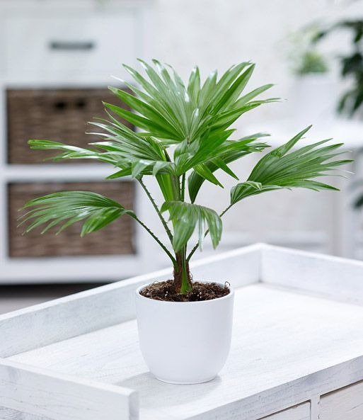 5 cây cảnh được ví như nam châm hút tiền, chủ nhà trồng sẽ có tài lộc dôi dư, con đàn cháu đống - Ảnh 2. 5 cây cảnh được ví như nam châm hút tiền, chủ nhà trồng sẽ có tài lộc dôi dư, con đàn cháu đống - Ảnh 2.