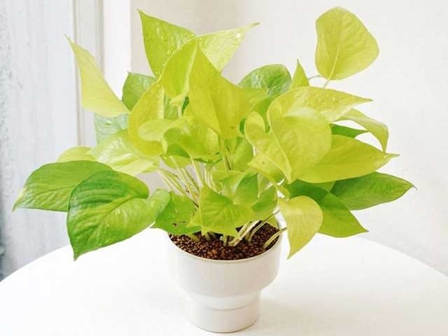 5 cây cảnh được ví như nam châm hút tiền, chủ nhà trồng sẽ có tài lộc dôi dư, con đàn cháu đống - Ảnh 4. 5 cây cảnh được ví như nam châm hút tiền, chủ nhà trồng sẽ có tài lộc dôi dư, con đàn cháu đống - Ảnh 4.