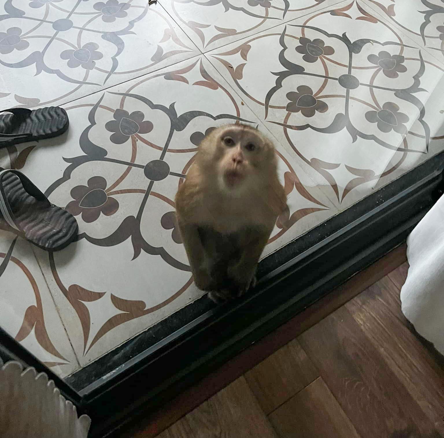 Khỉ hoang di chuyển hơn 10km, xuống nh&agrave; d&acirc;n, tấn c&ocirc;ng trẻ em - Ảnh 1.