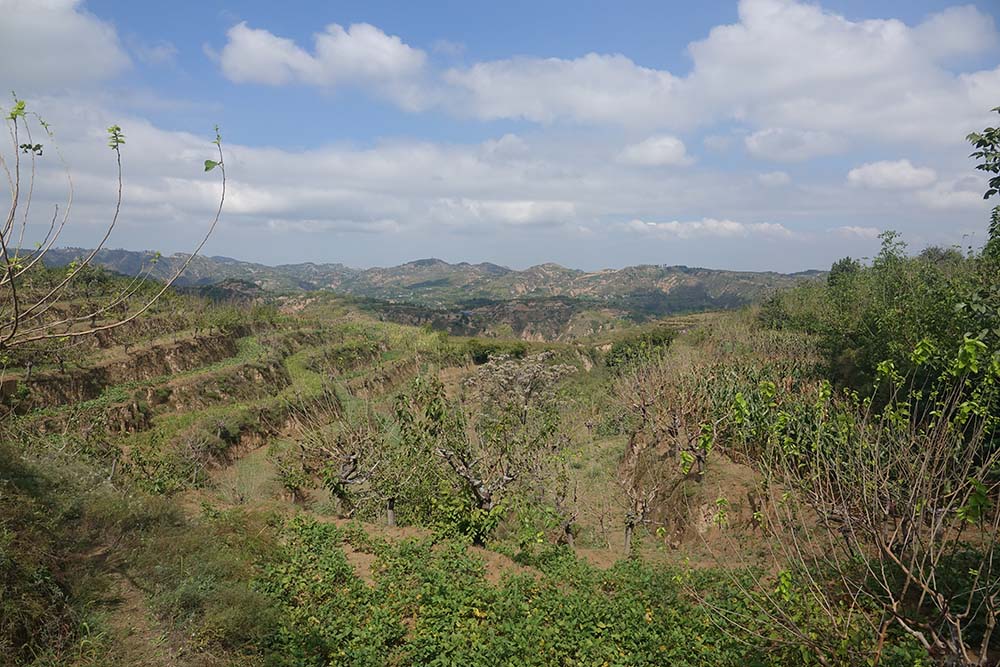 Một thị trấn ở Trung Quốc d&ugrave;ng loại "s&acirc;u đặc biệt" để h&aacute;i ra tiền - Ảnh 4.