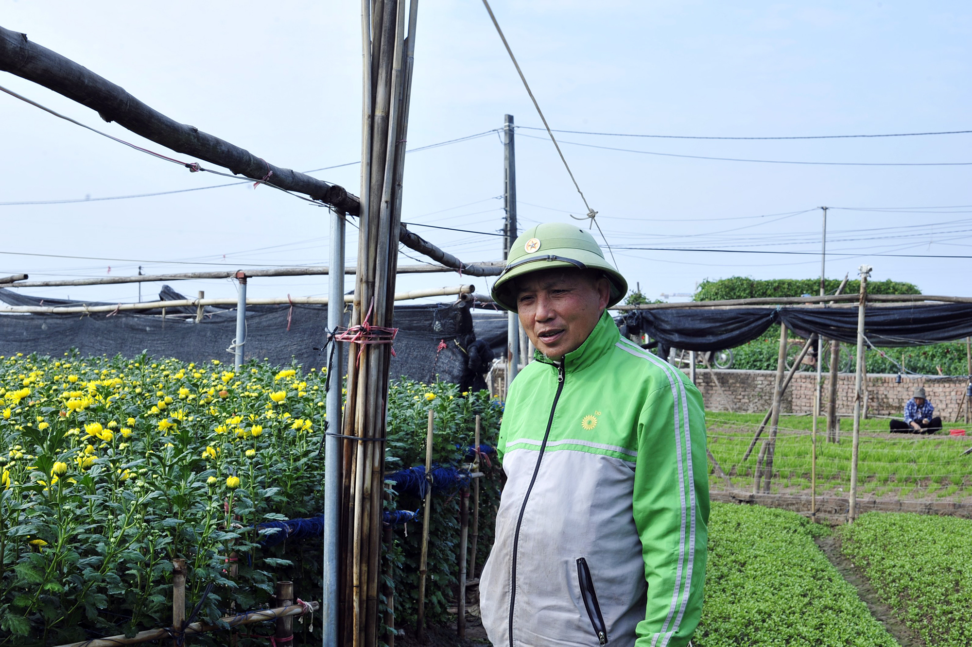 Hoa nở “lệch múi giờ”, nông dân Hà Nội thu hoạch sớm để bảo quản lạnh, chờ phục vụ người chơi đúng dịp Tết - Ảnh 7.