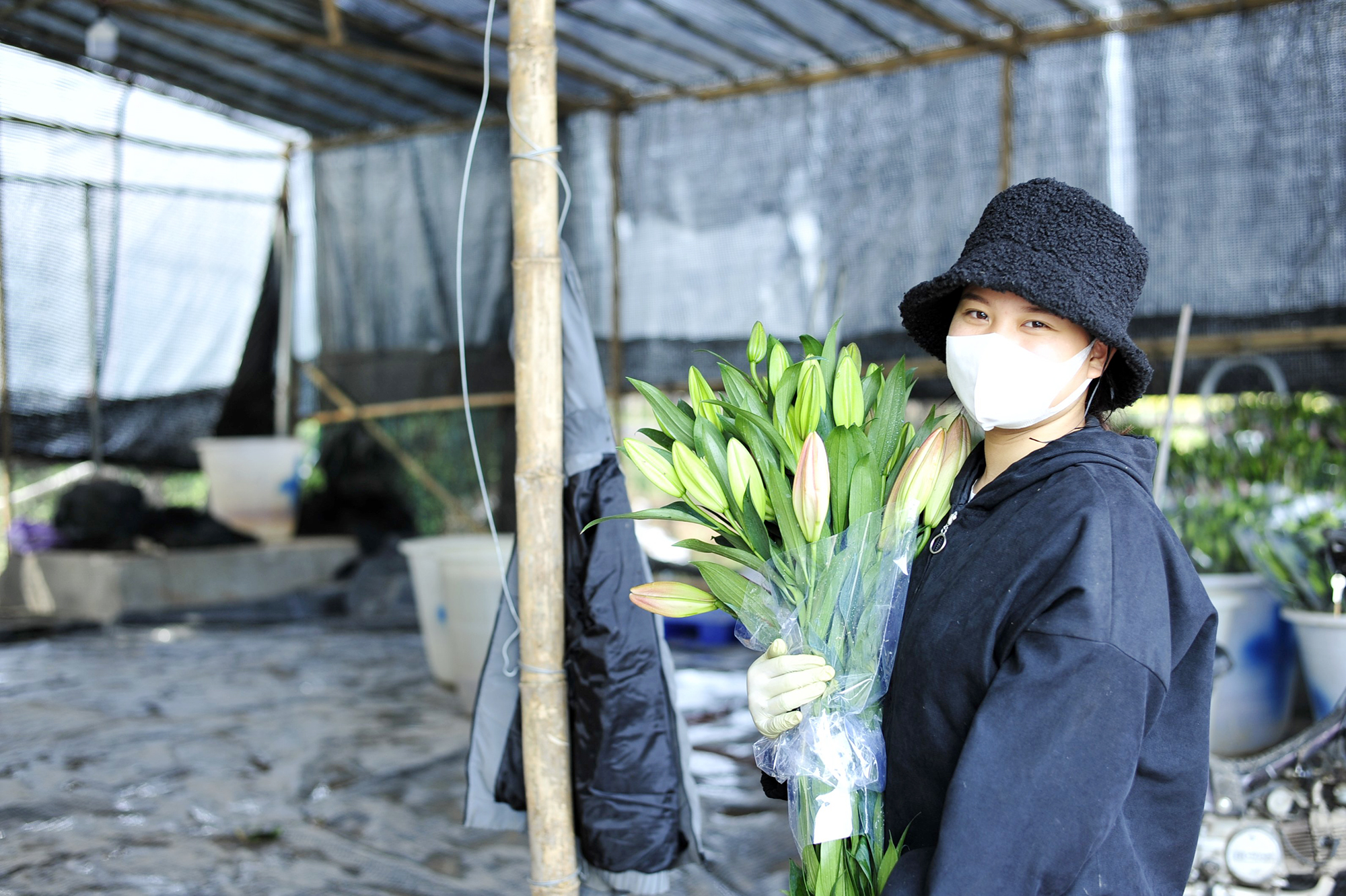 Hoa nở “lệch múi giờ”, nông dân Hà Nội thu hoạch sớm để bảo quản lạnh, chờ phục vụ người chơi đúng dịp Tết - Ảnh 11.