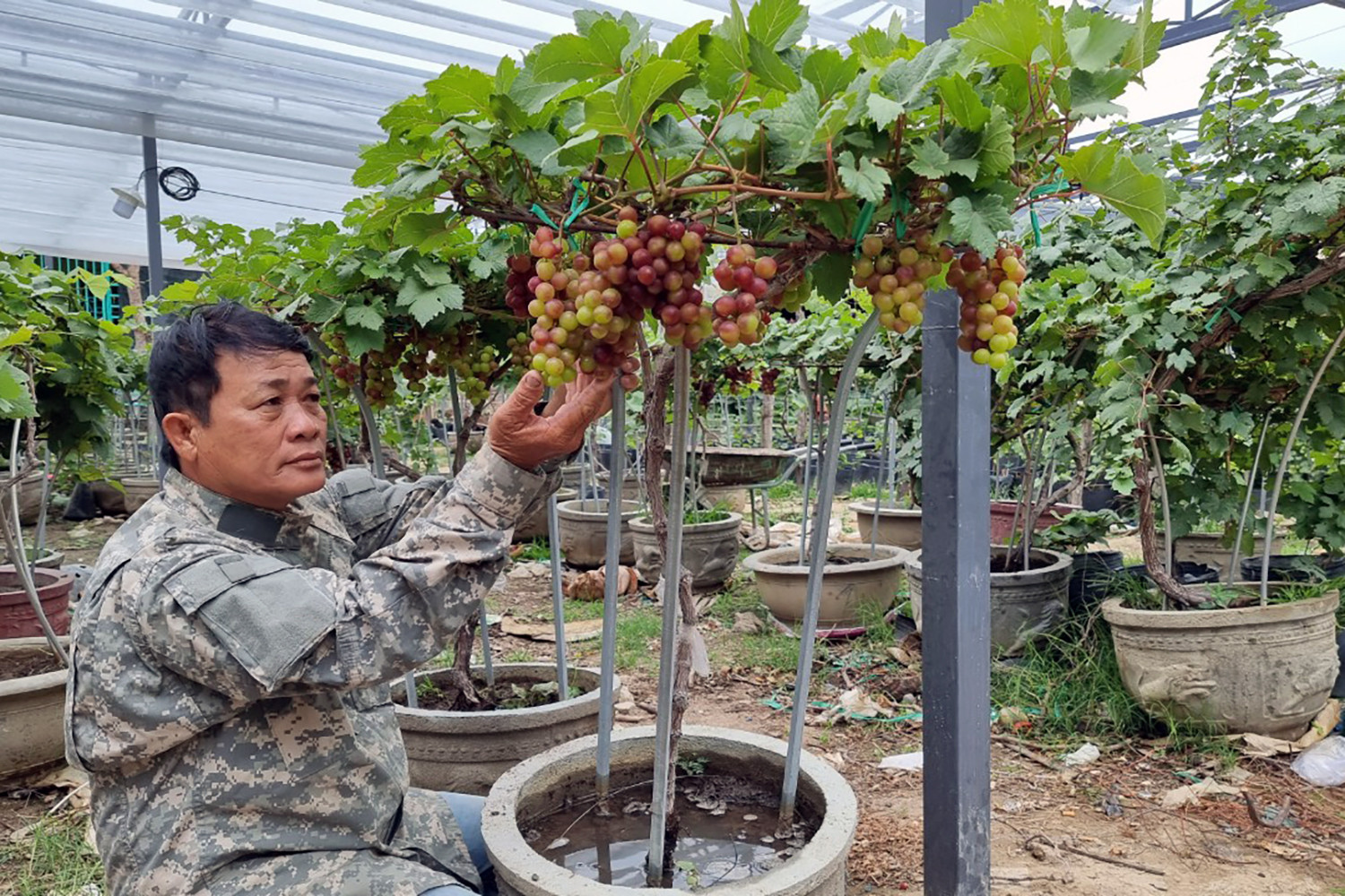 Vườn nho ăn quả được tạo dáng bonsai độc lạ - Ảnh 2.