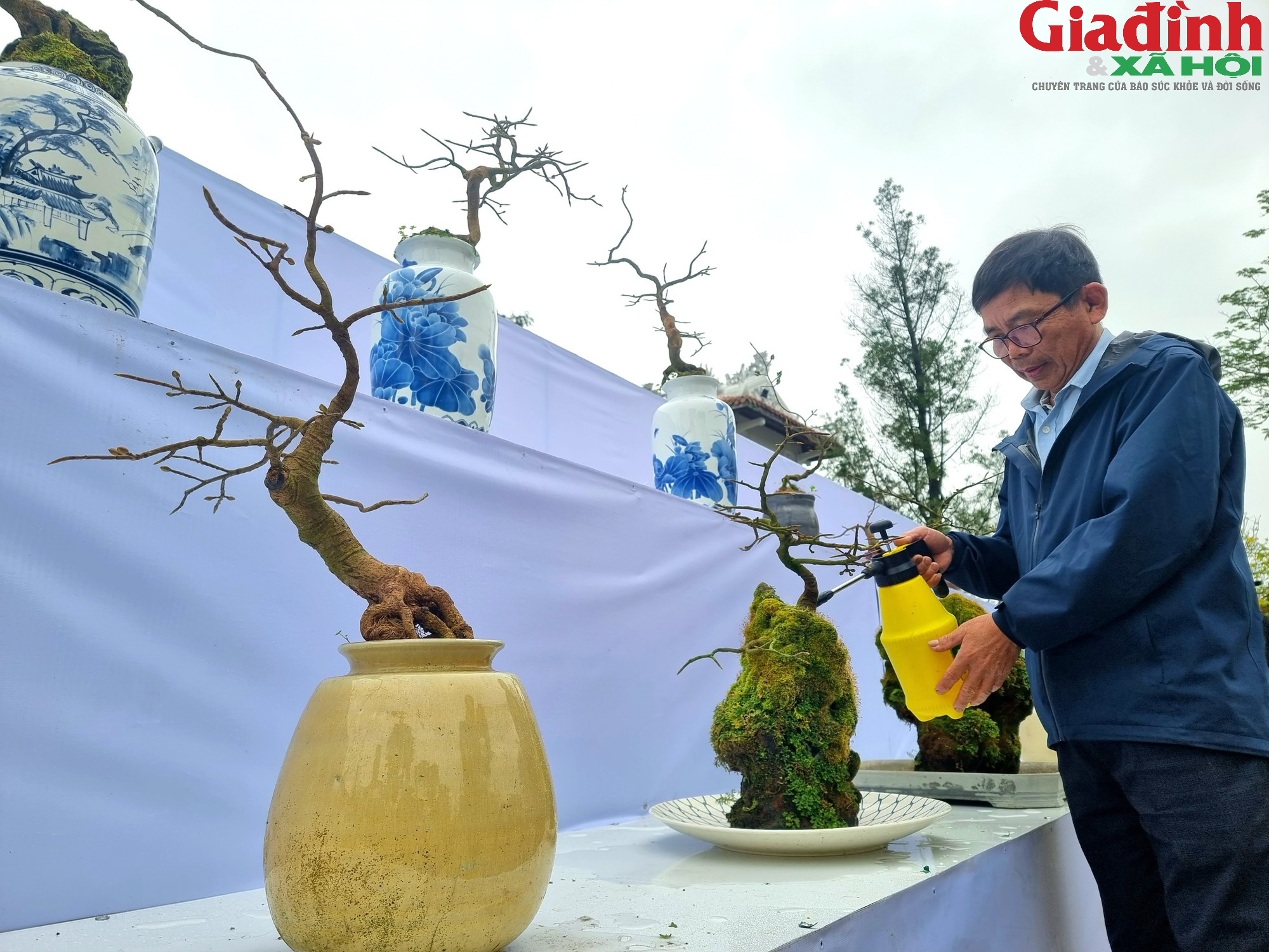 Chiêm ngưỡng những gốc mai quý hiếm quy tụ tại lễ hội Hoàng mai Huế - Ảnh 5.