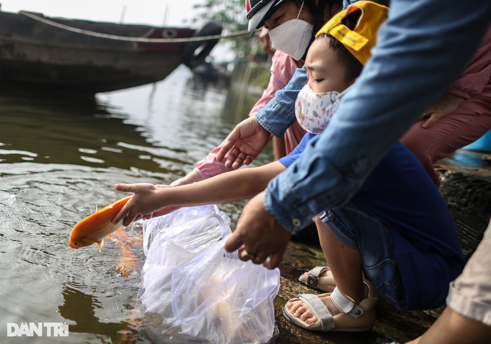 Cá chép chưa kịp tiễn ông Táo &quot;lên trời&quot; đã bị chích điện - Ảnh 6.