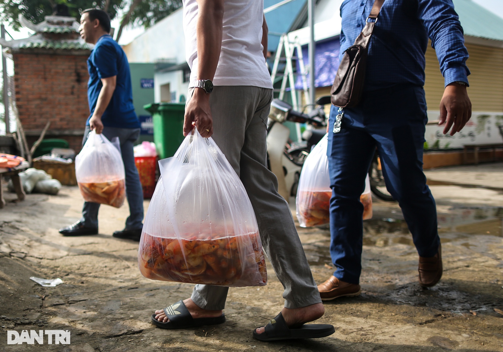 Cá chép chưa kịp tiễn ông Táo &quot;lên trời&quot; đã bị chích điện - Ảnh 3.