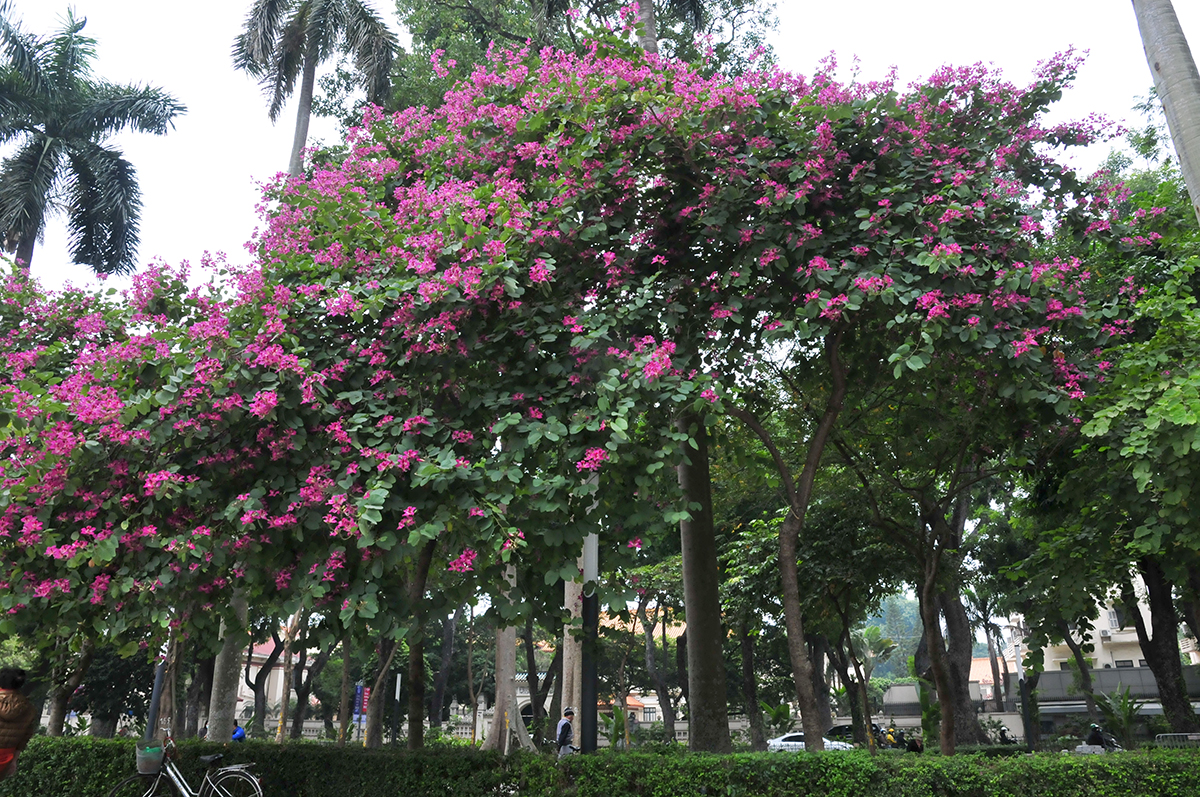 Ngắm hoa ban nở đỏ rực quanh tượng đài Lê Nin ngày giáp Tết - Ảnh 3.